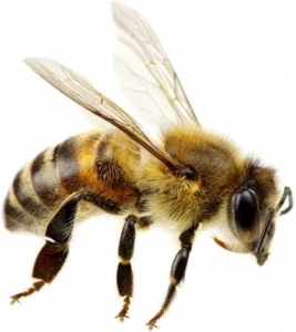 Biene-1-267x300 Luisenthaler Bienenstich
