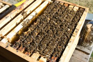 DSC00020-300x200 Luisenthaler Bienenstich