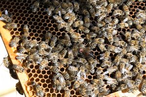 DSC00022-300x200 Luisenthaler Bienenstich