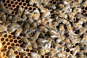 DSC00023-300x200 Luisenthaler Bienenstich