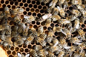 DSC00024-300x200 Luisenthaler Bienenstich