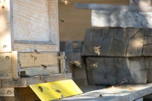 DSC00043-300x200 Luisenthaler Bienenstich