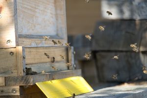 DSC00044-1-300x200 Luisenthaler Bienenstich