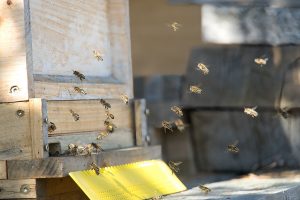 DSC00045-300x200 Luisenthaler Bienenstich