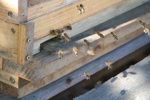 DSC00057-300x200 Luisenthaler Bienenstich