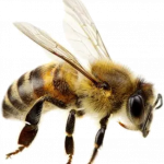 cropped-Biene-150x150 Luisenthaler Bienenstich